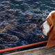 Illustration for article titled All 2013 Lazy HAL The Basset Hound Charmed Me To Death